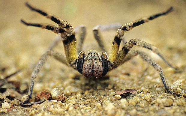 гигантские пауки в мире