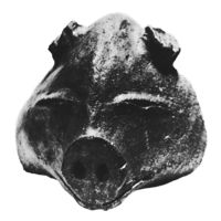 Терракотовая (вотивная) голова свиньи (V тысячелетие до н. э.)