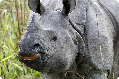 Индийский носорог (лат. Rhinoceros unicornis) 
