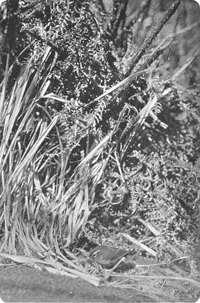 зеландский кустарниковый крапивник (лат. Xenicus longipes) 
