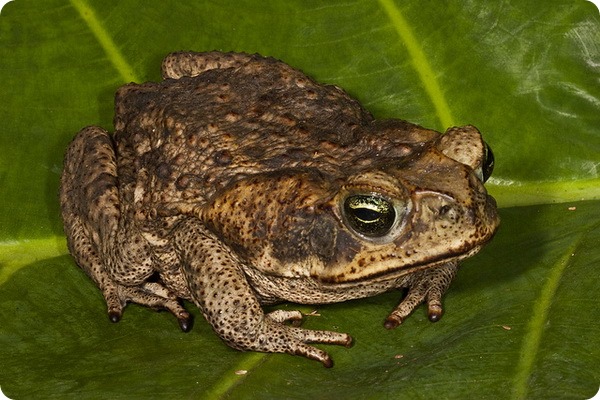 Тростниковая жаба, или ага (лат. Bufo marinus)