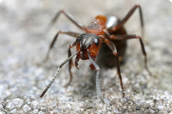 Муравьи (лат. Formicidae)