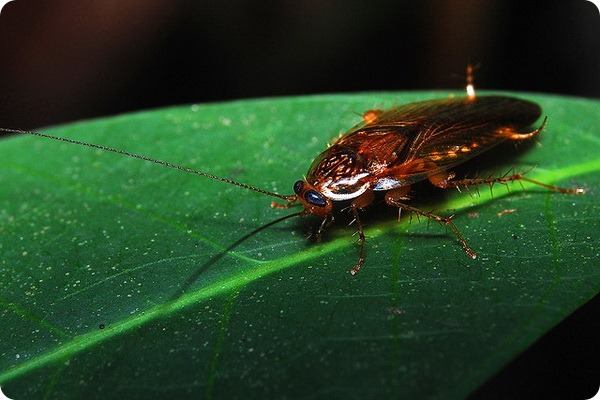 Тараканы (Blattoptera, или Blattodea)