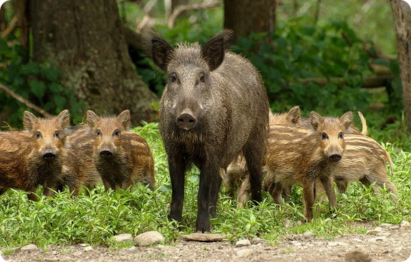 Кабан, вепрь, секач (лат. Sus scrofa)