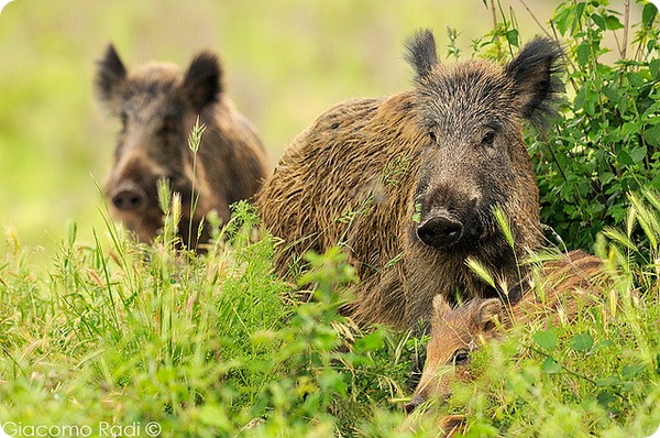 Кабан, вепрь, секач (лат. Sus scrofa)