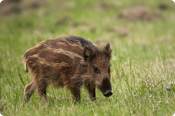 Кабан, вепрь, секач (лат. Sus scrofa)