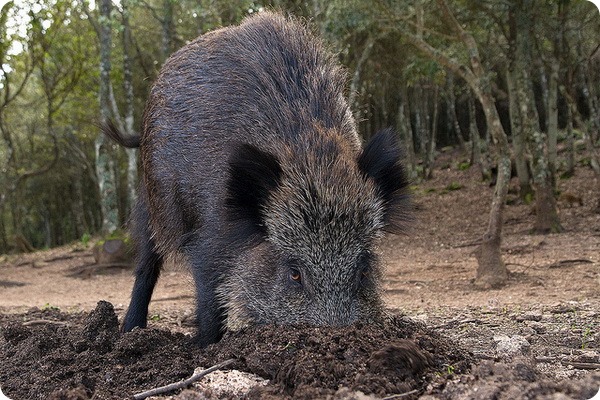 Кабан, вепрь, секач (лат. Sus scrofa)