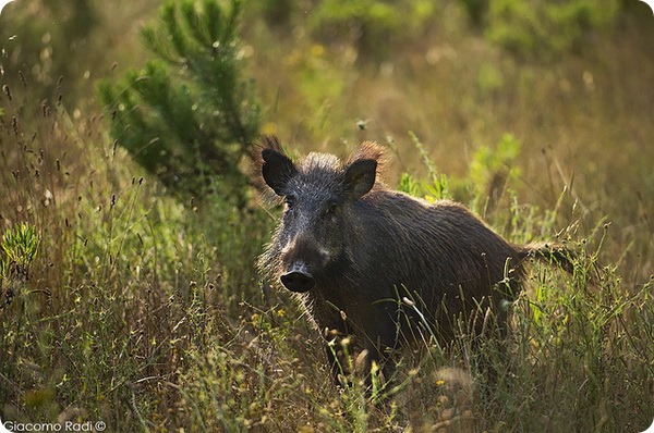 Кабан, вепрь, секач (лат. Sus scrofa)