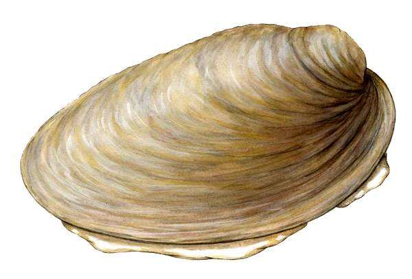Неопилина (Neopilina), фото головоногий моллюск картинка рисунок