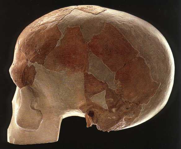 Череп Бордер Кейв 1. Источник: http://www.modernhumanorigins.net/bordercave1.html.