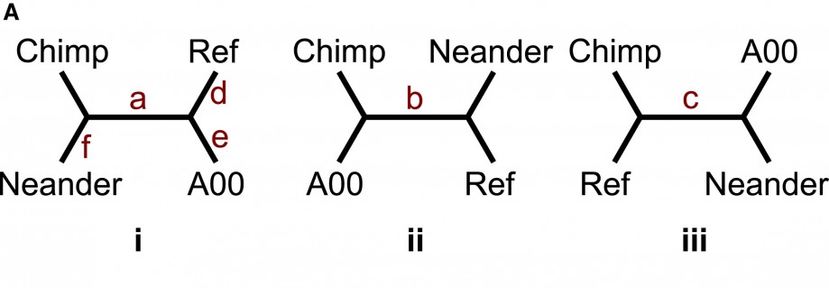 Три варианта родственных связей по Y-хромосоме: шимпанзе (Chimp), неандерталец (Neander), референтная последовательность современного человека (Ref), гаплогруппа A00. Победил вариант (i).