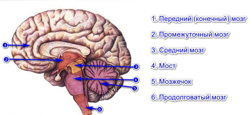 Отделы мозга человека