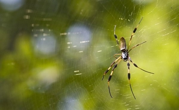 Древние животные - живущие в наше время - Паук Nephila