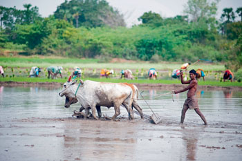 Кто такие индийские неприкасаемые и можно ли их трогать?
