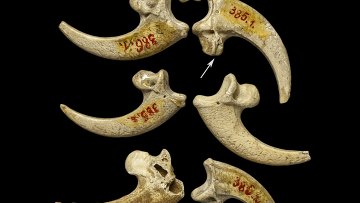 Фотография когтей и кости орланов, послуживших основой для ожерелья или браслета неандертальцев