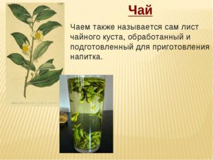 Чай Чаем также называется сам лист чайного куста, обработанный и подготовленн
