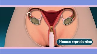 Human Reproduction System | How are people being Producing?
