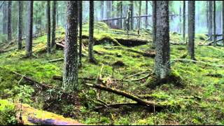смотреть фильм Чудесный лес онлайн, полностью бесплатно в hd качестве — Яндекс Видео 3