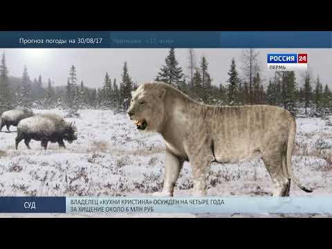 Тысячи лет назад в Березниках жили пещерные львы