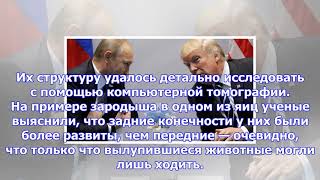 Древние летающие ящеры могли заботиться о потомстве