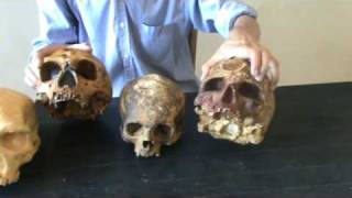 Эволюция человека. Отличия черепа неандертальца