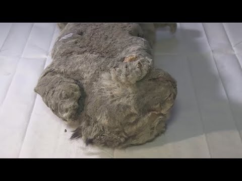 Якутия. Учёные обнаружили замёрзшую тушу древнего льва