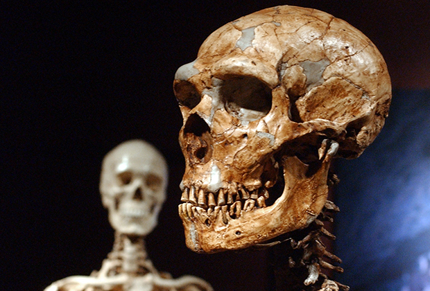 Реконструированный скелет неандертальца (справа)