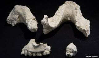 Ископаемые фрагменты скелета Australopithecus deyiremeda