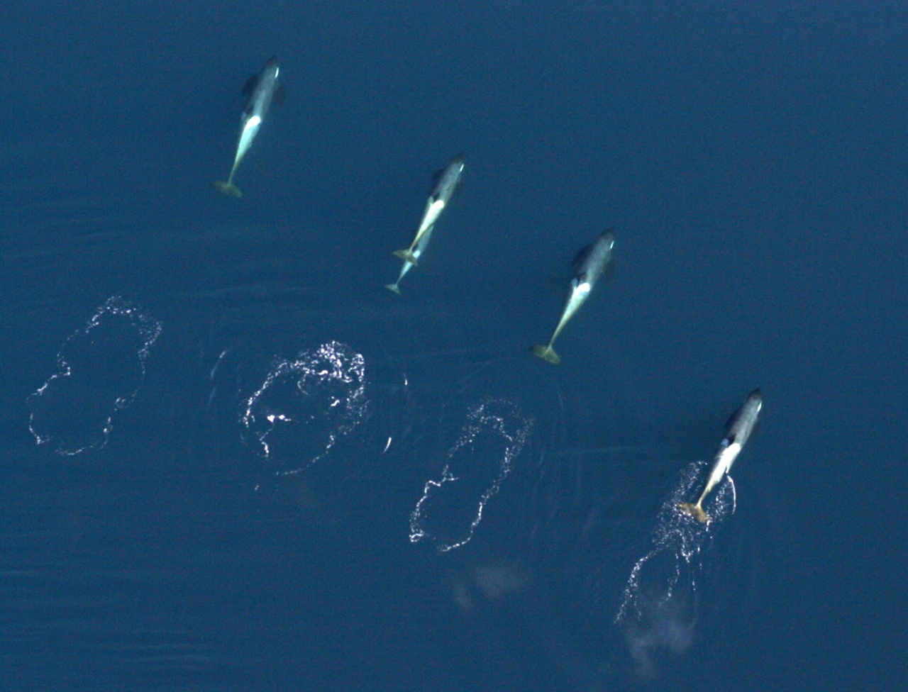 Four killer whales swim in McMurdo Sound. Researchers from NOAA Fisheries, Southwest Fisheries Science Center are studying the whales to determine if there are three separate species of Antarctic killer whales. They took aerial photos of the whales, such