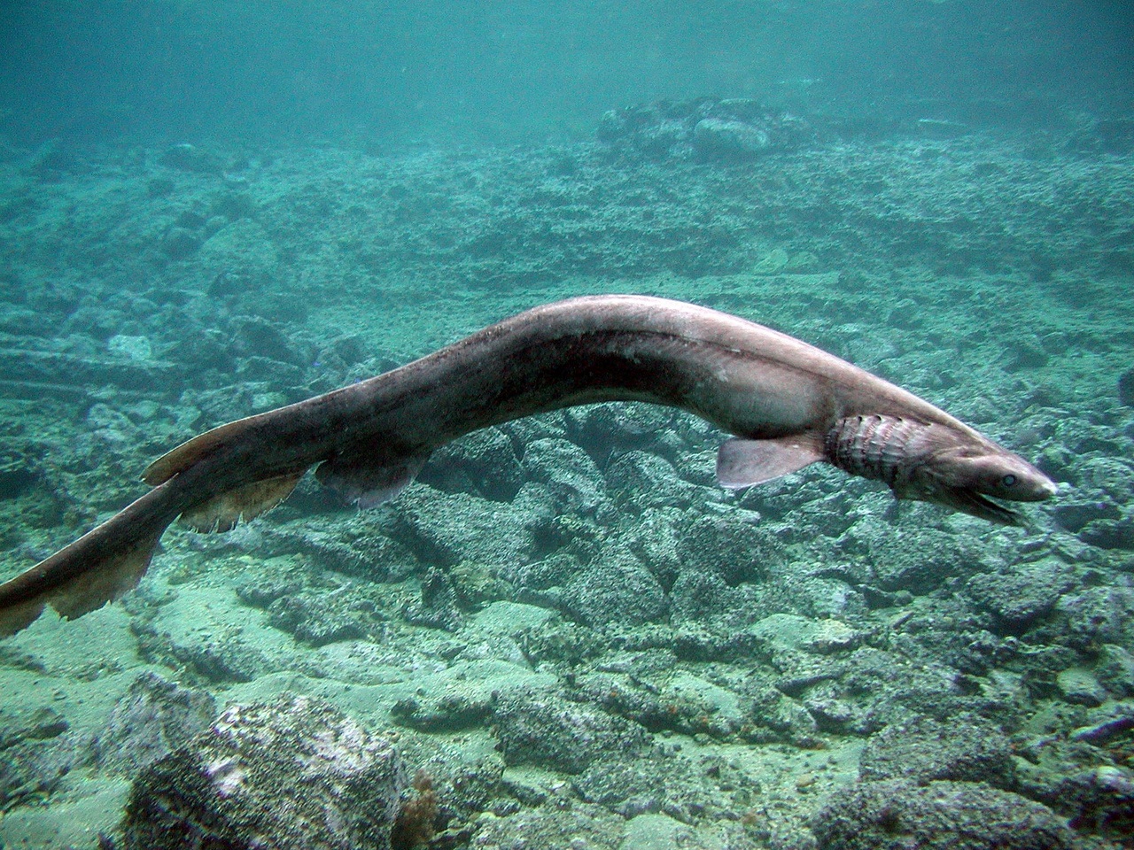 Deep-Sea Fish, Frill Shark Found Alive In Numazu, Japan