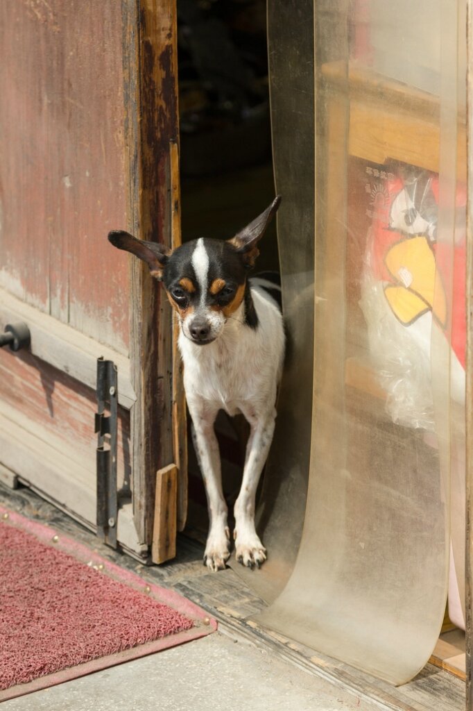 Собака, Пекин