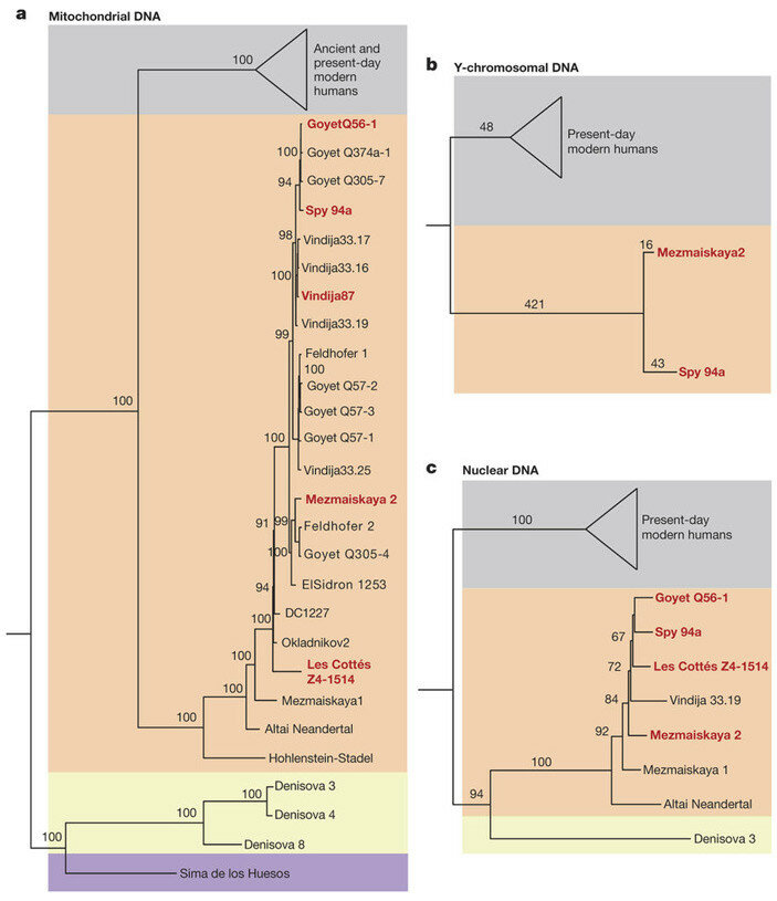 reconstructing_genetic_history_of_late_neanderthals_2_703.jpg