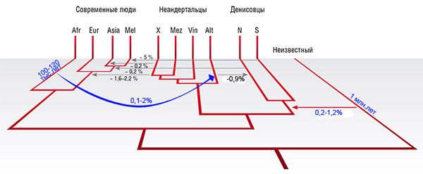 ancient_gene_flow_from_early_modern_humans_into_eastern_neanderthals_3_600.jpg