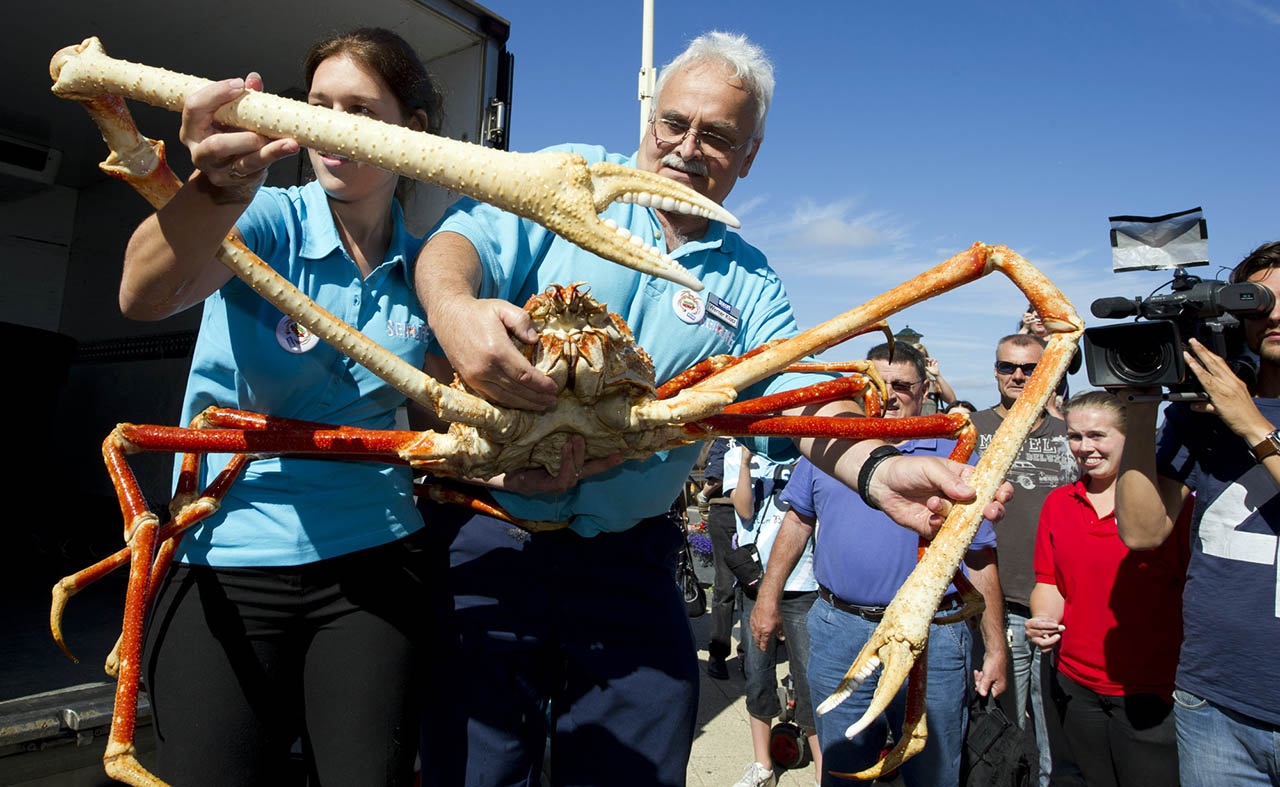 SCHEVENINGEN-CRABZILLA-REUZENSPINKRAB