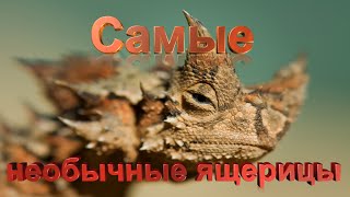 Топ 10 самых необычных ящериц в мире