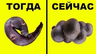 Продукты, которые раньше выглядели ИНАЧЕ