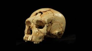Эволюция человека: на сколько процентов мы неандертальцы? Рассказывает биолог Филипп Хайтович