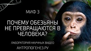 Почему обезьяны не превращаются в человека? Мифы об эволюции человека