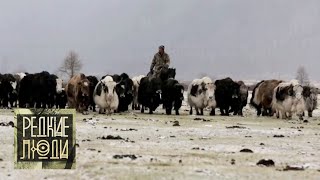 Сойоты. Пастухи снежных верблюдов | Редкие люди 🌏 Моя Планета