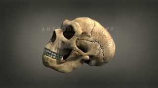 Череп неандертальца (3D-модель)