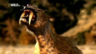 Фантастические фильмы Древний дикий животный мир монстры Тигр Prehistoric Tiger Nat Geo WILD 2017