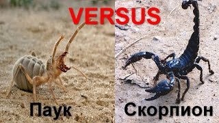 VERSUS. Паук против Скорпиона, кто сильнее?