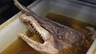 Рыбу-динозавра выловили в Черном море