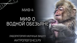 Миф о водной обезьяне. Мифы об эволюции человека