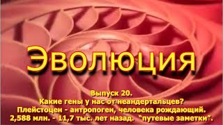 Какие гены у нас от неандертальцев? Плейстоцен - антропоген, человека рождающий