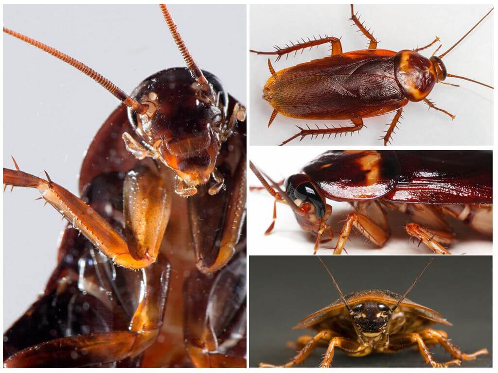 Особенности строения прусака