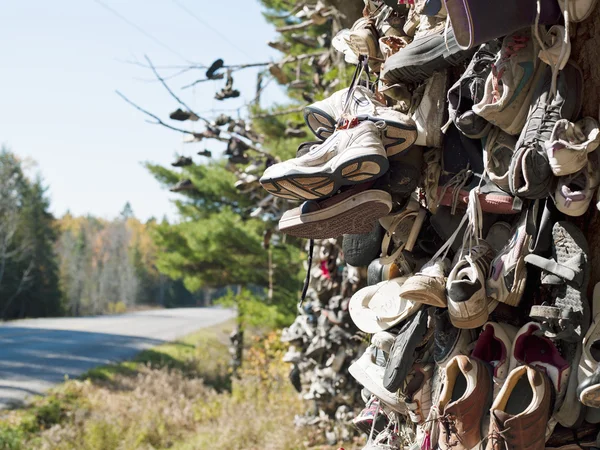 Старая обувь висит на дереве — стоковое фото