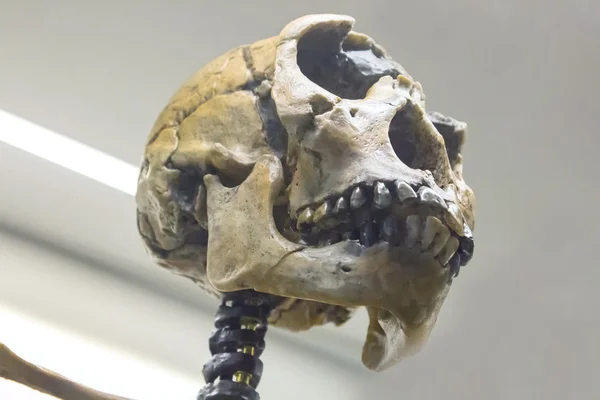 Череп неандертальца старик Лицензионные Стоковые Фото