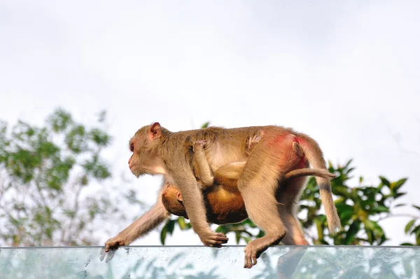 Два диких обезьян Лицензионные Стоковые Фото
