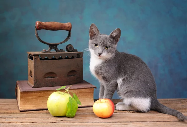 Кошка позирует рядом с старые утюги — стоковое фото